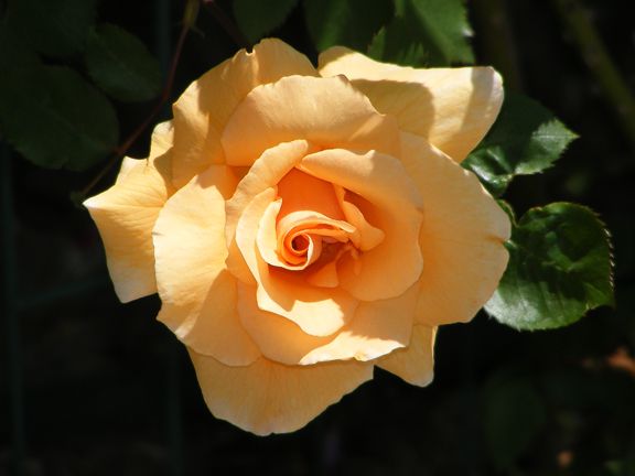 Winter Sunset photo ws2012_05230026_zps6753fd5e.jpg